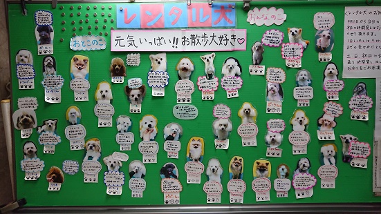 レンタル犬 横浜でプロのトリマーを育成する学校 横浜トリミングスクール